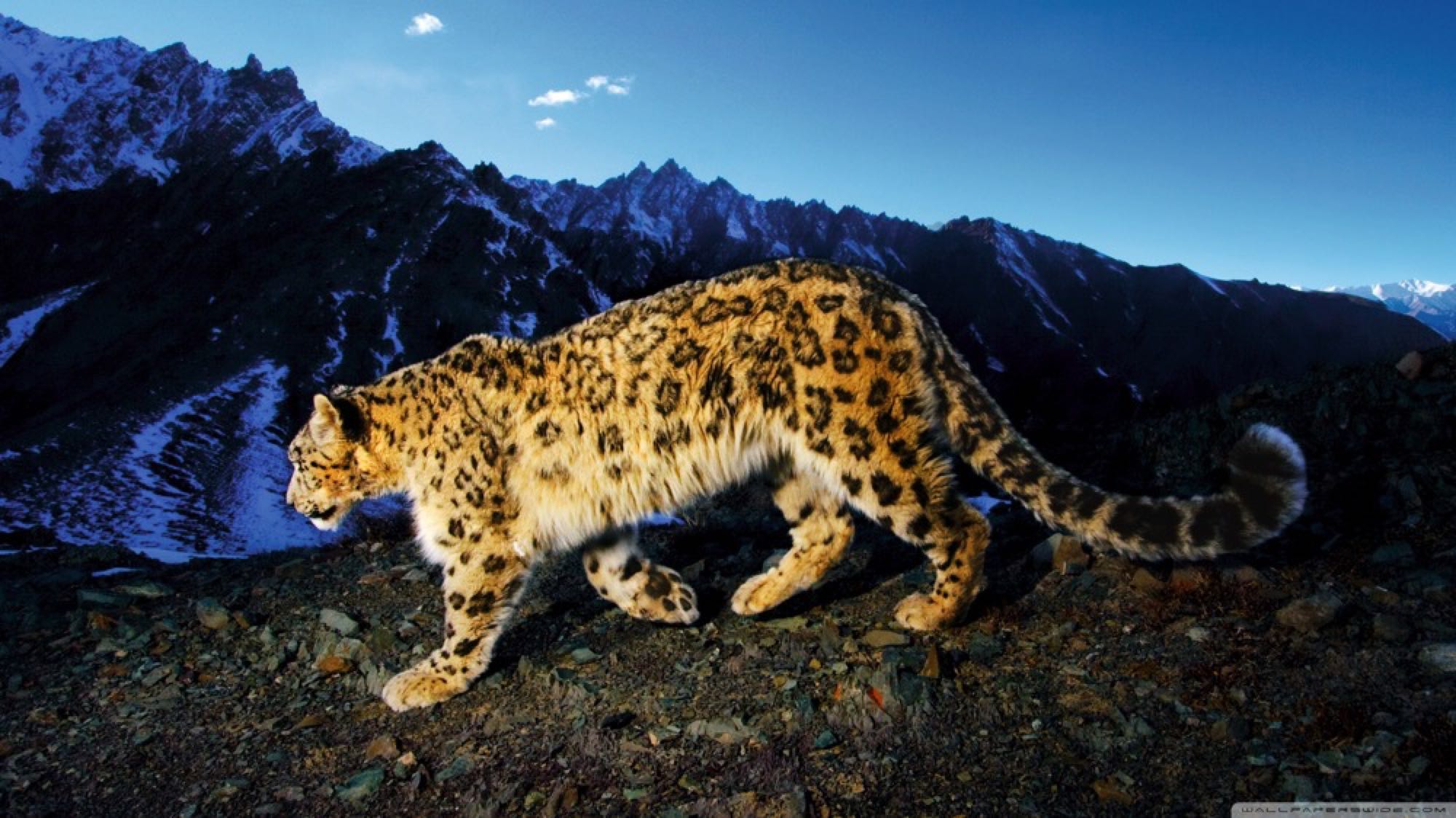 Liger